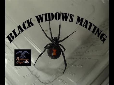 Black Widow spiders mating - YouTube