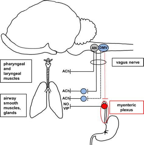 Parasympathetic innervation of the airways. AN ambiguus nucleus, DMV... | Download Scientific ...