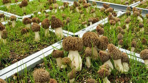 Morel Mushroom Grow Kit For Garden - Mushroom Farm Supplies