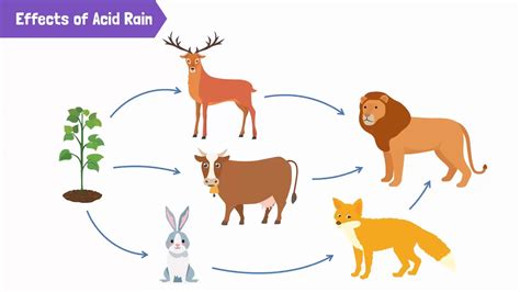 Acid Rain Effects On Animals