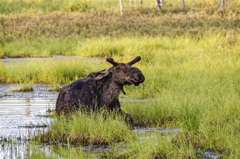 Moose in the Bog | Maine Moose | Bob Innella Photography