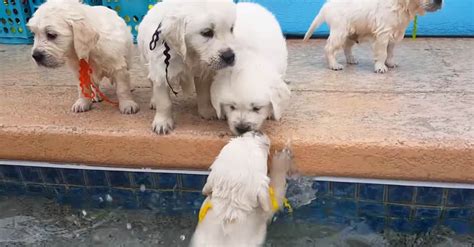 Adorable Lab Puppies' First Swim