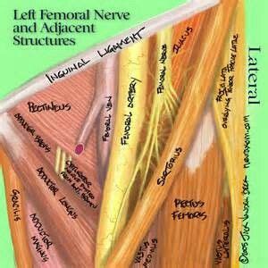 Pin by Rebecca j-choma on massage | Muscle anatomy, Medical anatomy, Massage therapy