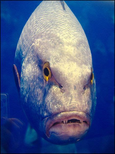 The Fish with Human Face Expressions (30 pics) - Izismile.com