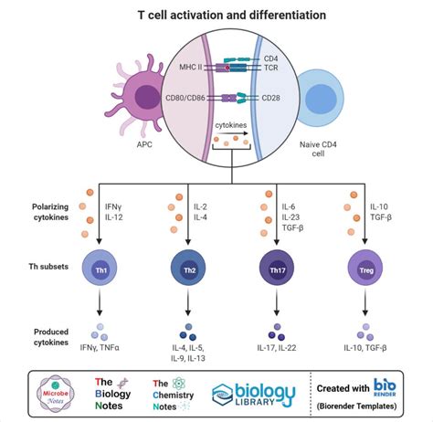 T Cell (T Lymphocyte)- Definition, Types, Development, Applications