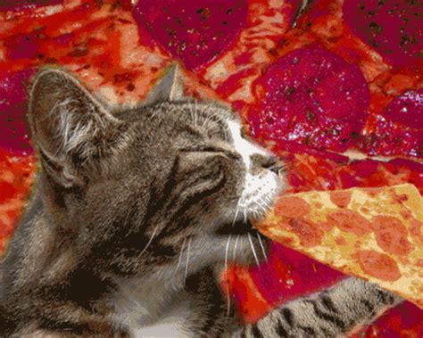 Trippy Cat Eating Pizza Pictures, Photos, and Images for Facebook, Tumblr, Pinterest, and Twitter