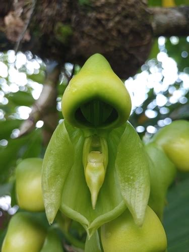 Spurred Catasetum (Catasetum integerrimum) · iNaturalist