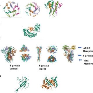 Main structural proteins and host receptor proteins for SARS-CoV2, A ...