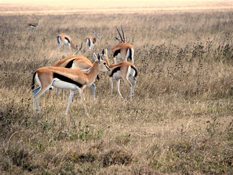 - Thomson's Gazelle herd | Serengeti, Tanzania | Anna & Jorge - - C@jig ...