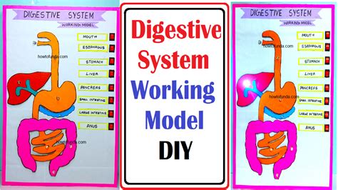 human digestive working model science project exhibition using led lights and switches - DIY ...