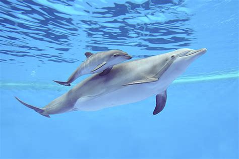 Watch This Baby Dolphin Learn To Swim A Second After It's Born ...