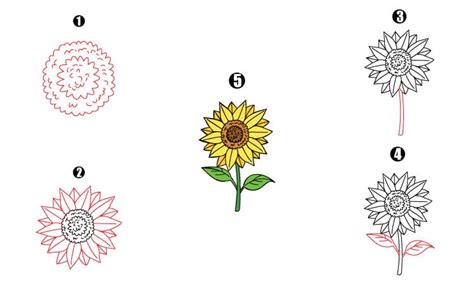 Sunflower Drawing - A Step By Step Guide - Cool Drawing Idea