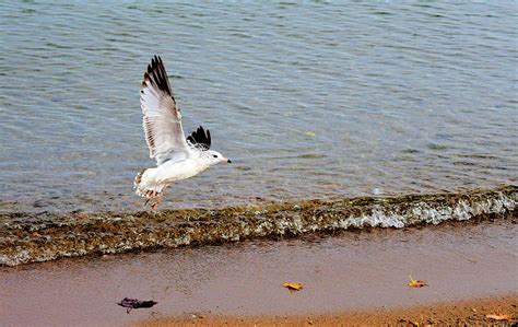 Gull Flying At The Beach Photograph by Lyle Crump - Fine Art America