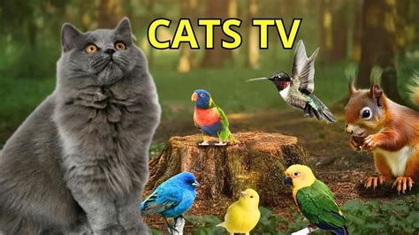 Cat TV for Cats to Watch 😺 Cute Birds, Squirrels in forest 🐦🐿️ 24 Hours(4K HDR) - YouTube