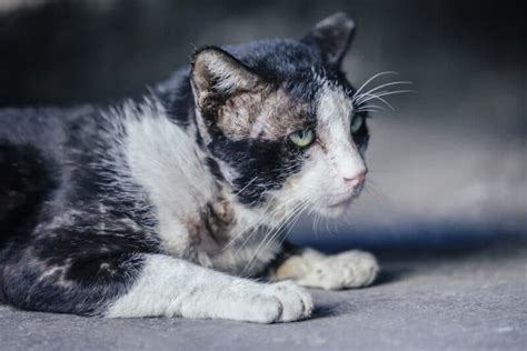 Will Cat Fur Grow Back Over Scar Tissue? Vet Reviewed Facts & FAQs - Catster