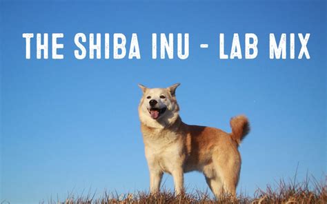 Shiba Inu Lab Mix – Facts And Information - My First Shiba Inu