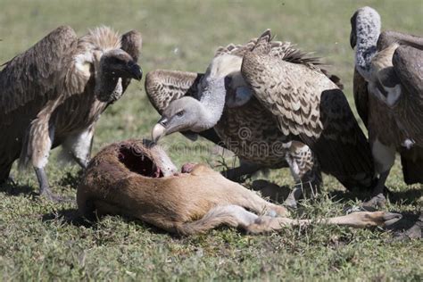 Vultures Feeding on a Wildebeest Calf Carcass Stock Image - Image of ...