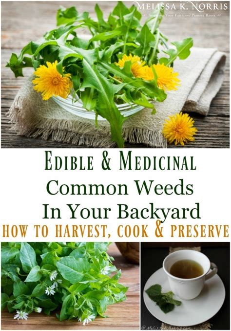 4 Edible & Medicinal Weeds Growing in Your Backyard - Melissa K. Norris