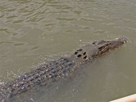 Saltwater Crocodile | You can see the railing of the boat ri… | Flickr