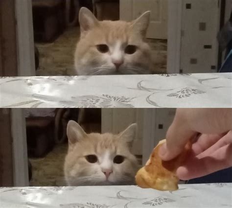 Meme template out of my cat : r/memes