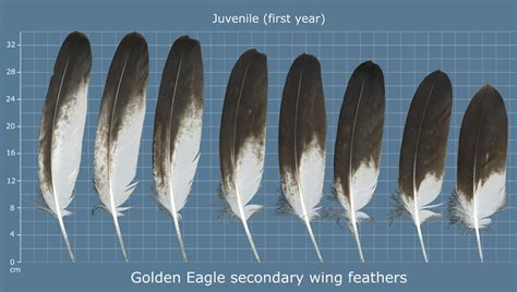 Golden Eagle Feather Identification