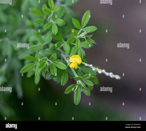 Coronilla coronilla sp hi-res stock photography and images - Alamy