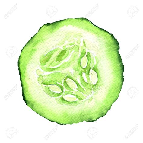 Cucumber Slice Drawing at GetDrawings | Free download