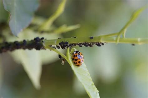 ladybug eating aphids | Ladybug Planet