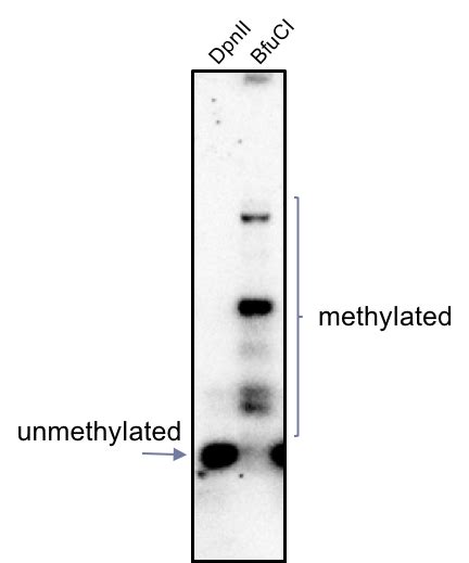 Can anyone suggest good & easy DNA methylation assay that track methylation status in the ...