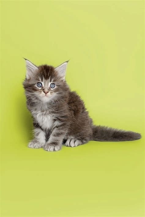 Maine Coon Kittens For Sale | Albert | Maine Coon – Purebred Kitties