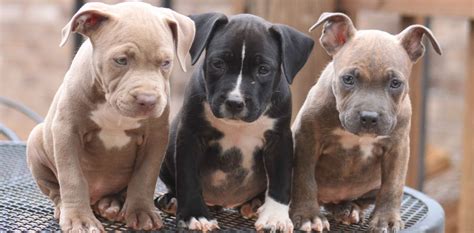 Pit Bull Puppies - Getting Started Raising Them Right