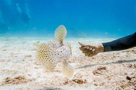 Koh Lanta Diving - The Underwater Caves and Caverns of Koh Haa - Bold Travel