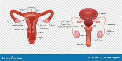 Human Reproductive System Male And Female Genitals Cartoon Vector ...