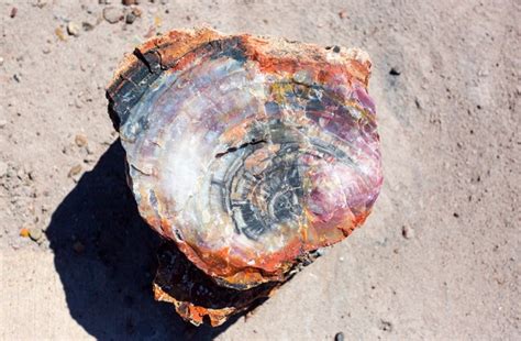 National Park, Petrified Forest, Fossils, Arizona, Badlands, Hiking, Camping, Trails