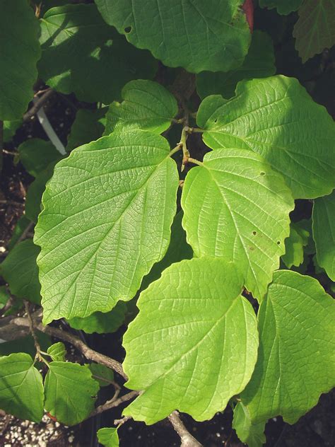 Common Witchhazel (Hamamelis virginiana) - Great Plains Nursery