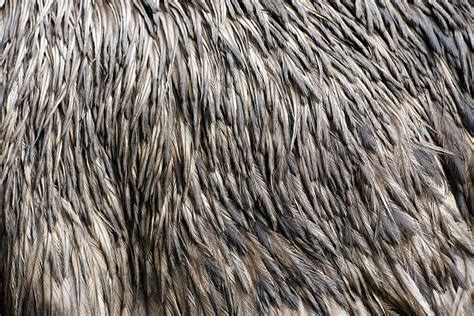 Best Ostrich Skin Texture Stock Photos, Pictures & Royalty-Free Images ...