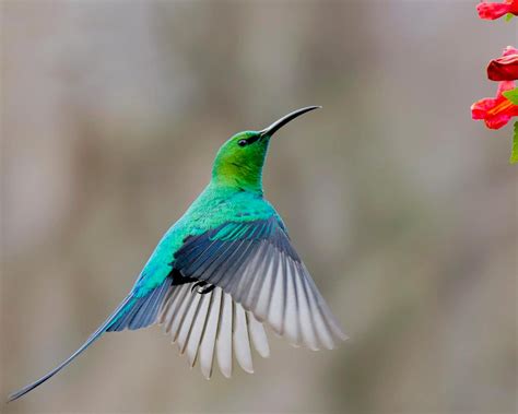 Malachite Sunbird By Louis Groenewald | South african birds, South ...