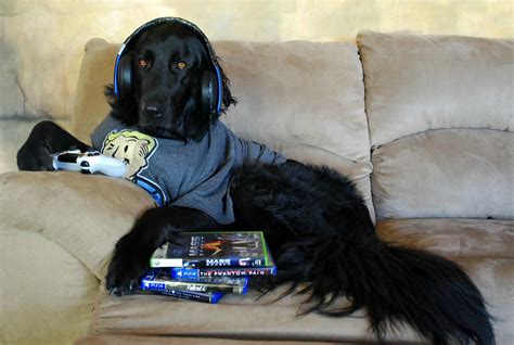 Gamer Dog by FriesianFury on DeviantArt