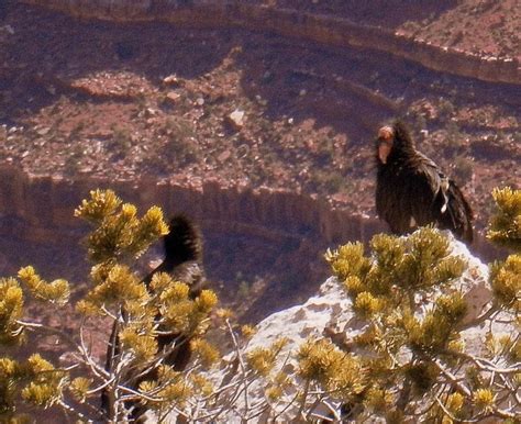 Condors In The Grand Canyon