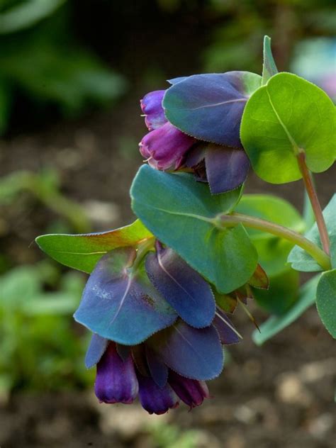 Growing Cerinthe Plants - Information On Cerinthe Plant Care