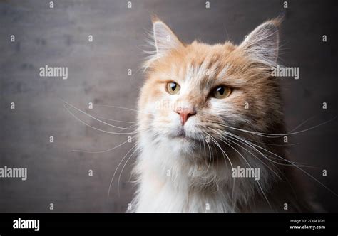 cream tabby maine coon cat studio portrait on gray background Stock Photo - Alamy