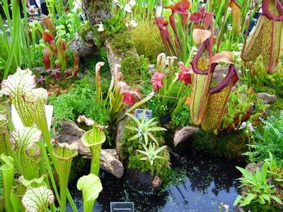 Carnivorous Plants in the Tropical Rainforest