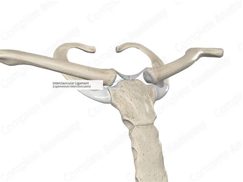 Interclavicular Ligament | Complete Anatomy