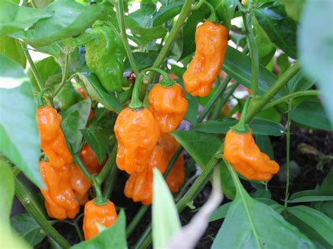 Orange Habanero Pepper Seeds - Honest Seed Co.