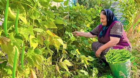 Harvesting 🥙Fresh Green Beans in the 😍Village and Preserving for Winter | village, winter, green ...