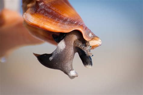 Fighting Conch: A Complete Care Guide