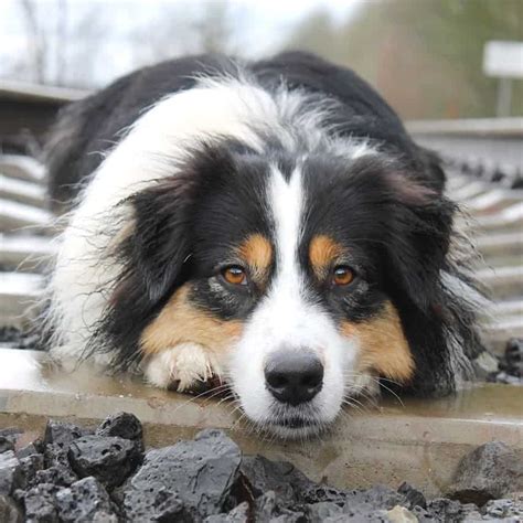 Australian Shepherd Blue Heeler