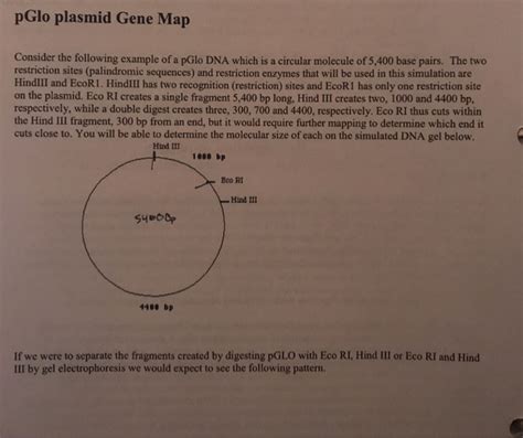 pGlo plasmid Gene Map Consider the following example | Chegg.com