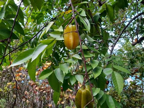 15 Weird and Wonderful Tropical Fruit Trees for Tropical Homesteads ...