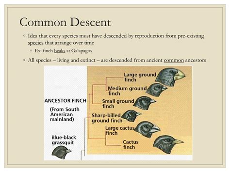 PPT - Theory of Evolution PowerPoint Presentation, free download - ID ...